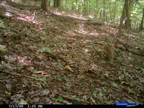 Image of Eastern Fox Squirrel