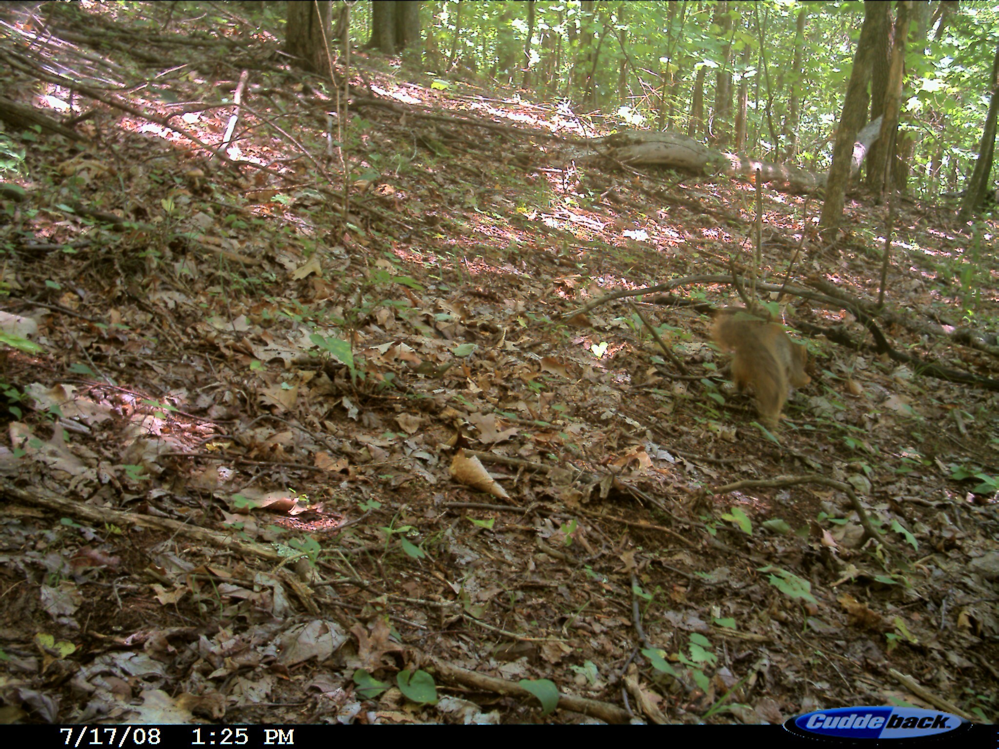 Image of Eastern Fox Squirrel