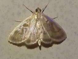 Image of Pale-winged Crocidophora moth