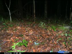 Image of Virginia Opossum