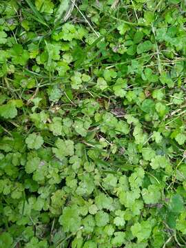 Hydrocotyle americana var. heteromeria (A. Rich.) Kirk resmi