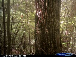 Image of Eastern Fox Squirrel