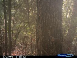 Image of Eastern Fox Squirrel