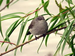 Image of Sooty Tyrannulet