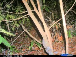 Image of Mexican Flying Squirrel