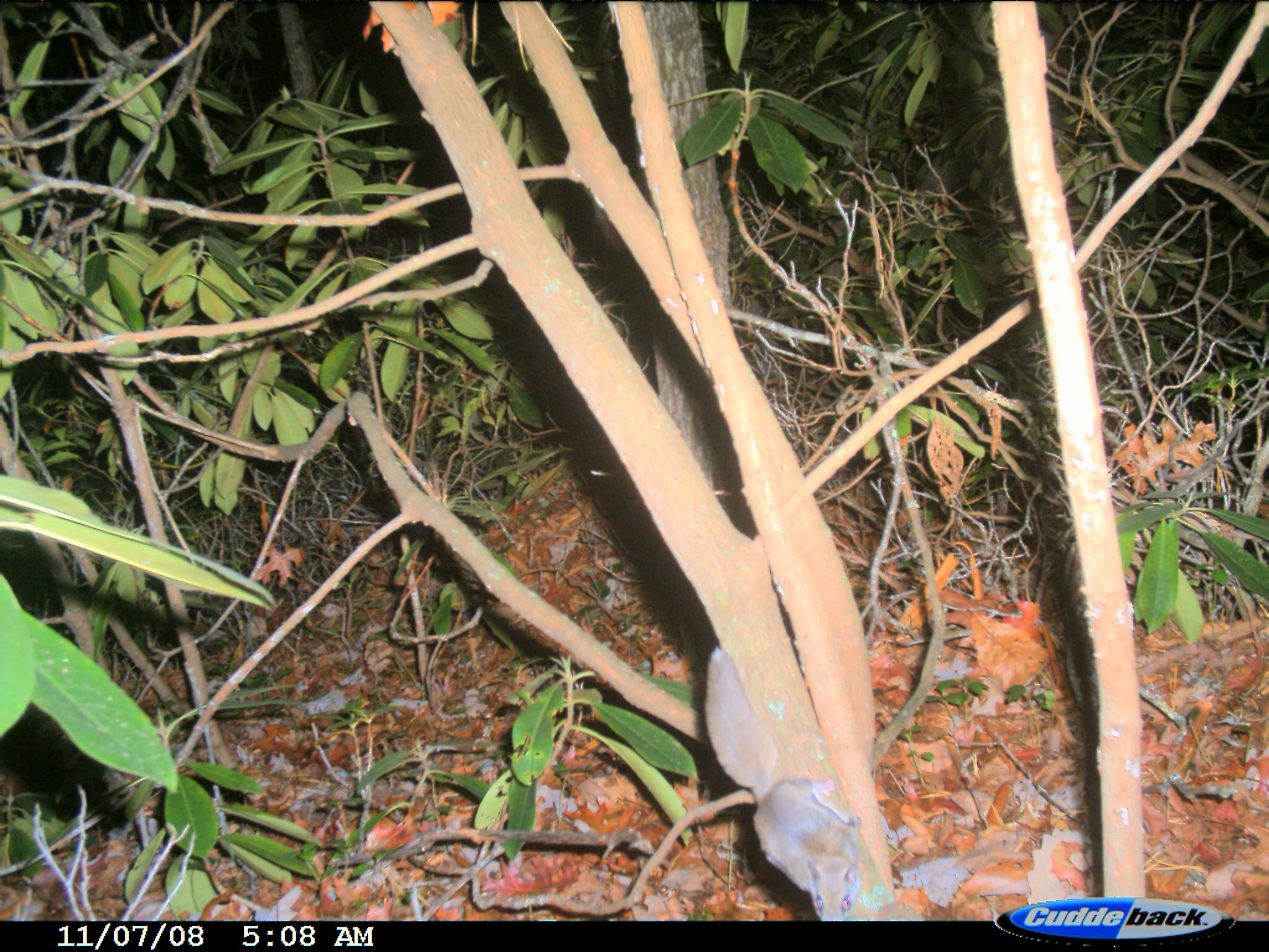 Image of Mexican Flying Squirrel