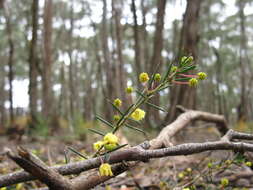 Image of Acacia aculeatissima J. F. Macbr.