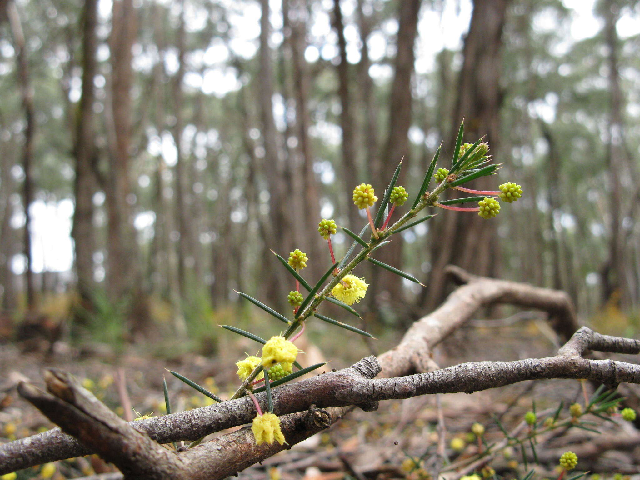 Imagem de Acacia aculeatissima J. F. Macbr.