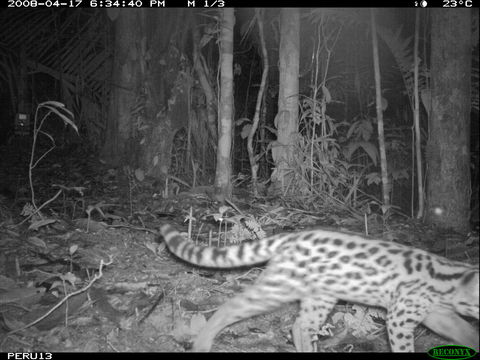 Image of Margay