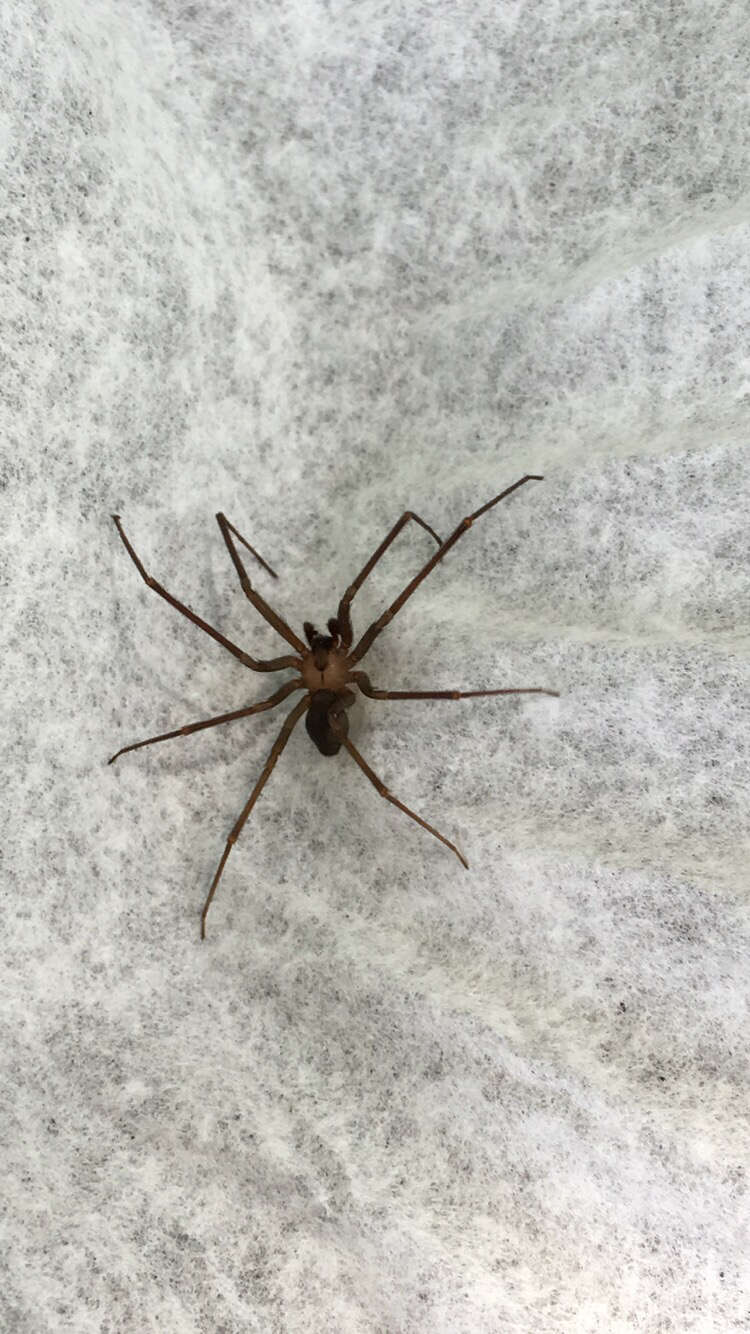 Image of Brown Recluse