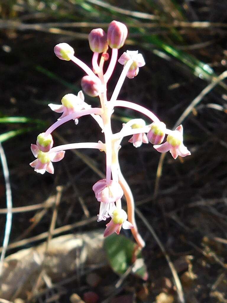 Image of Ledebouria ovalifolia (Schrad.) Jessop