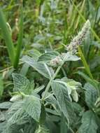 Imagem de Mentha rotundifolia (L.) Huds.