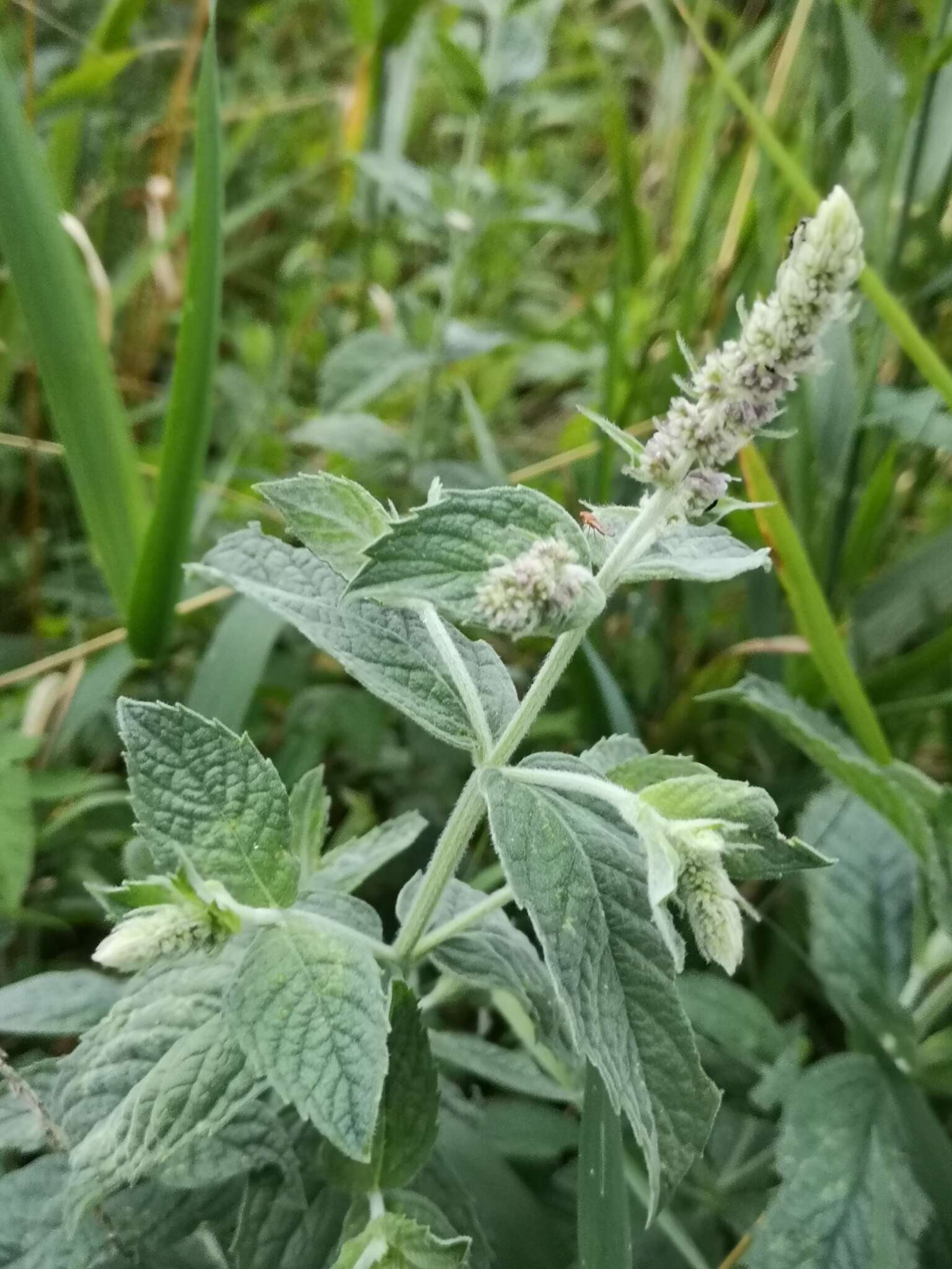 Imagem de Mentha rotundifolia (L.) Huds.