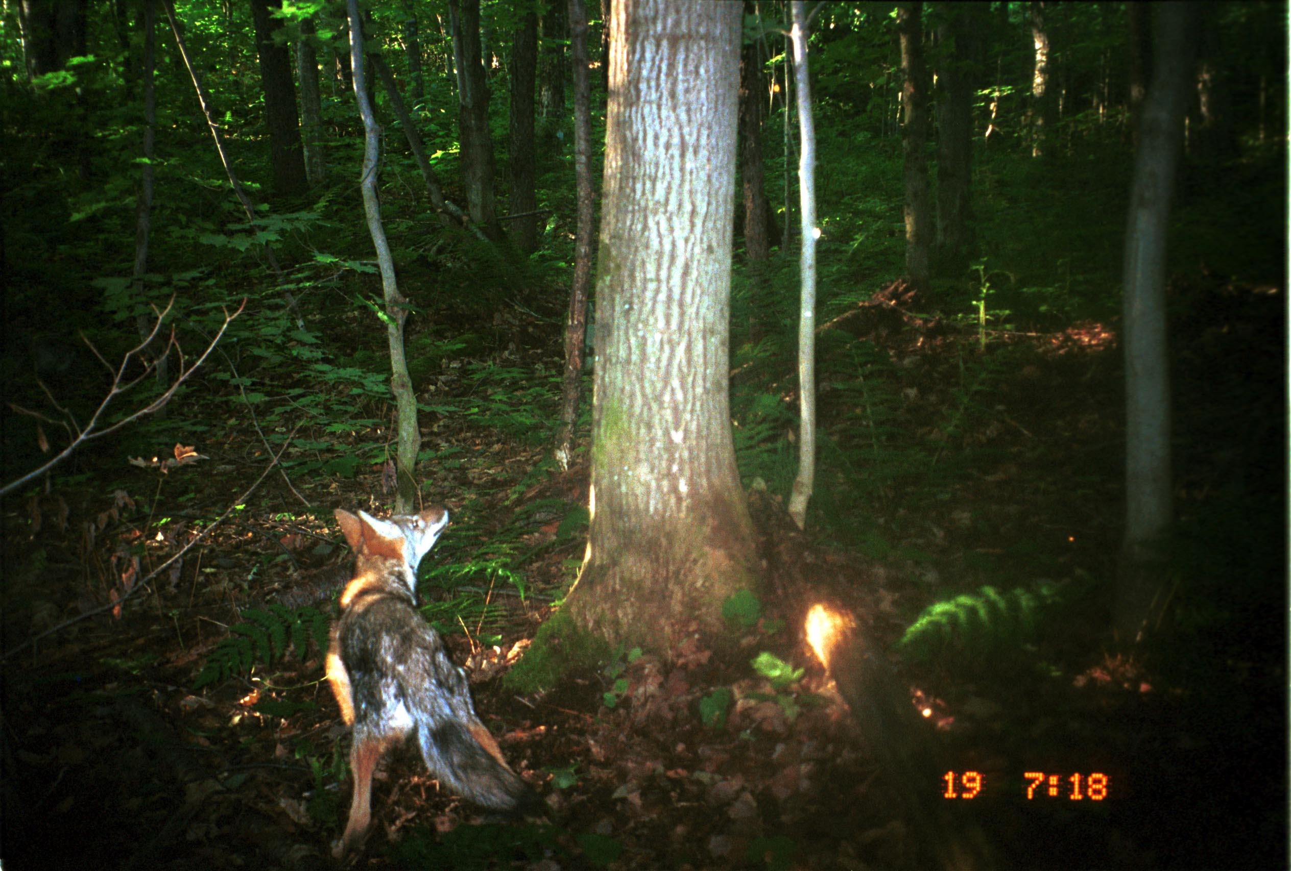 Image of American jackal