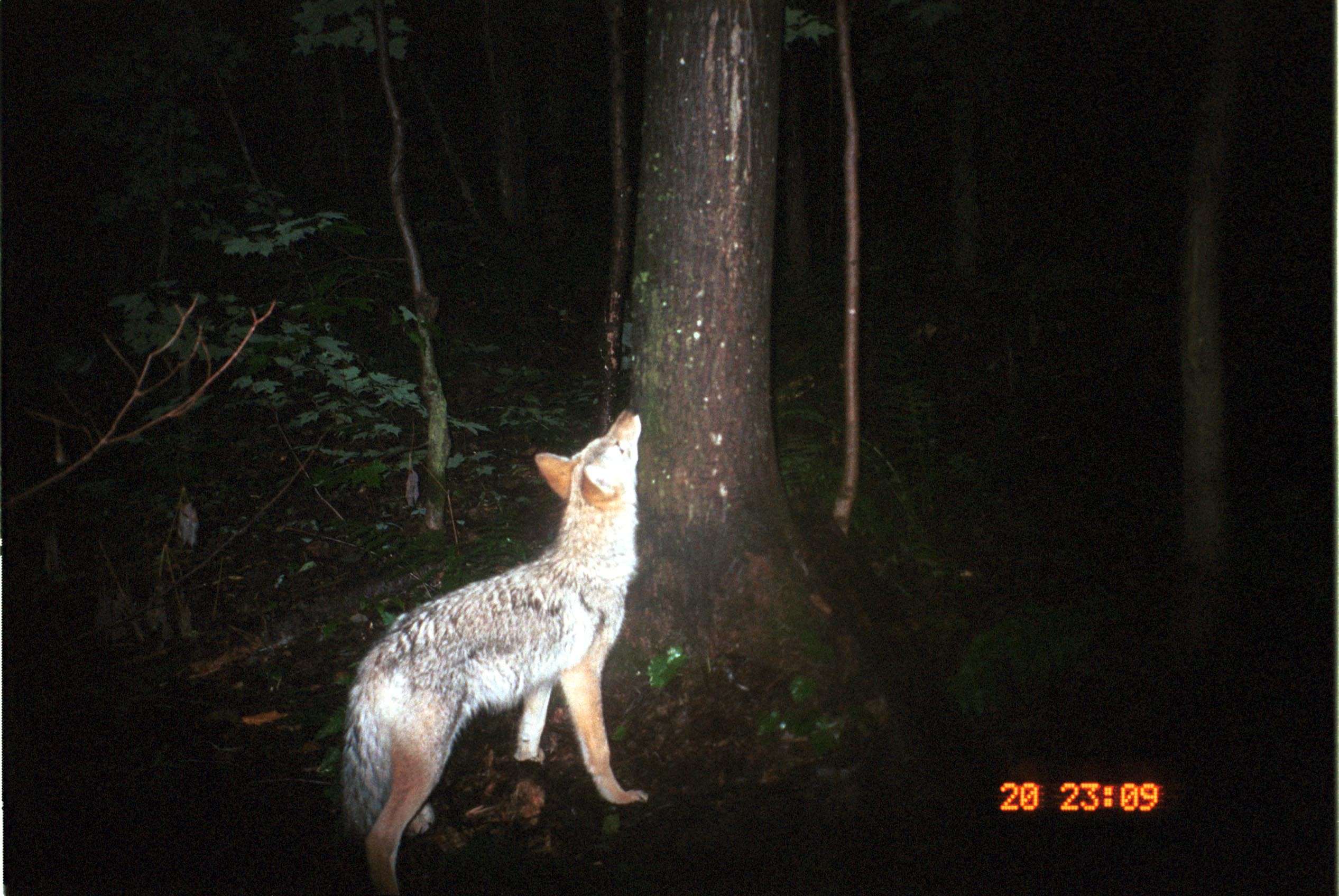 Image of American jackal