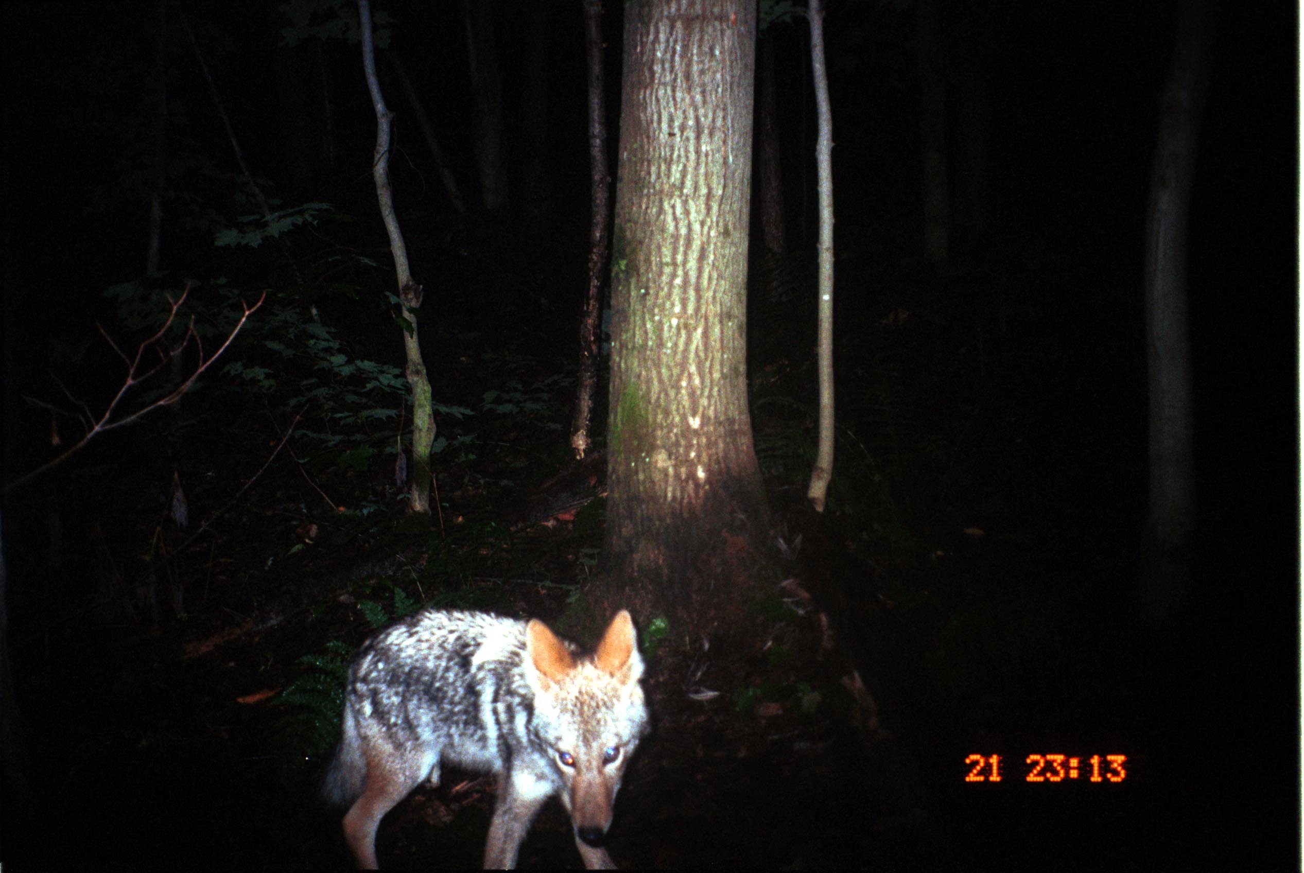 Image of American jackal