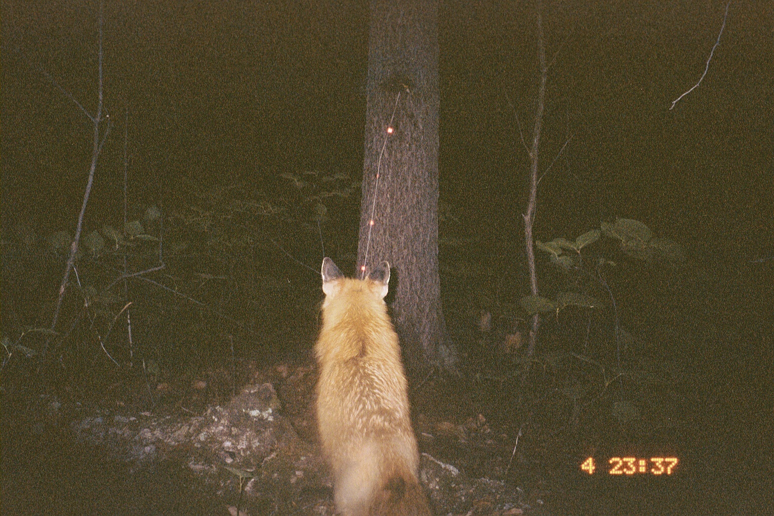 Image of fox, red fox