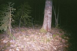 Image of snowshoe hare