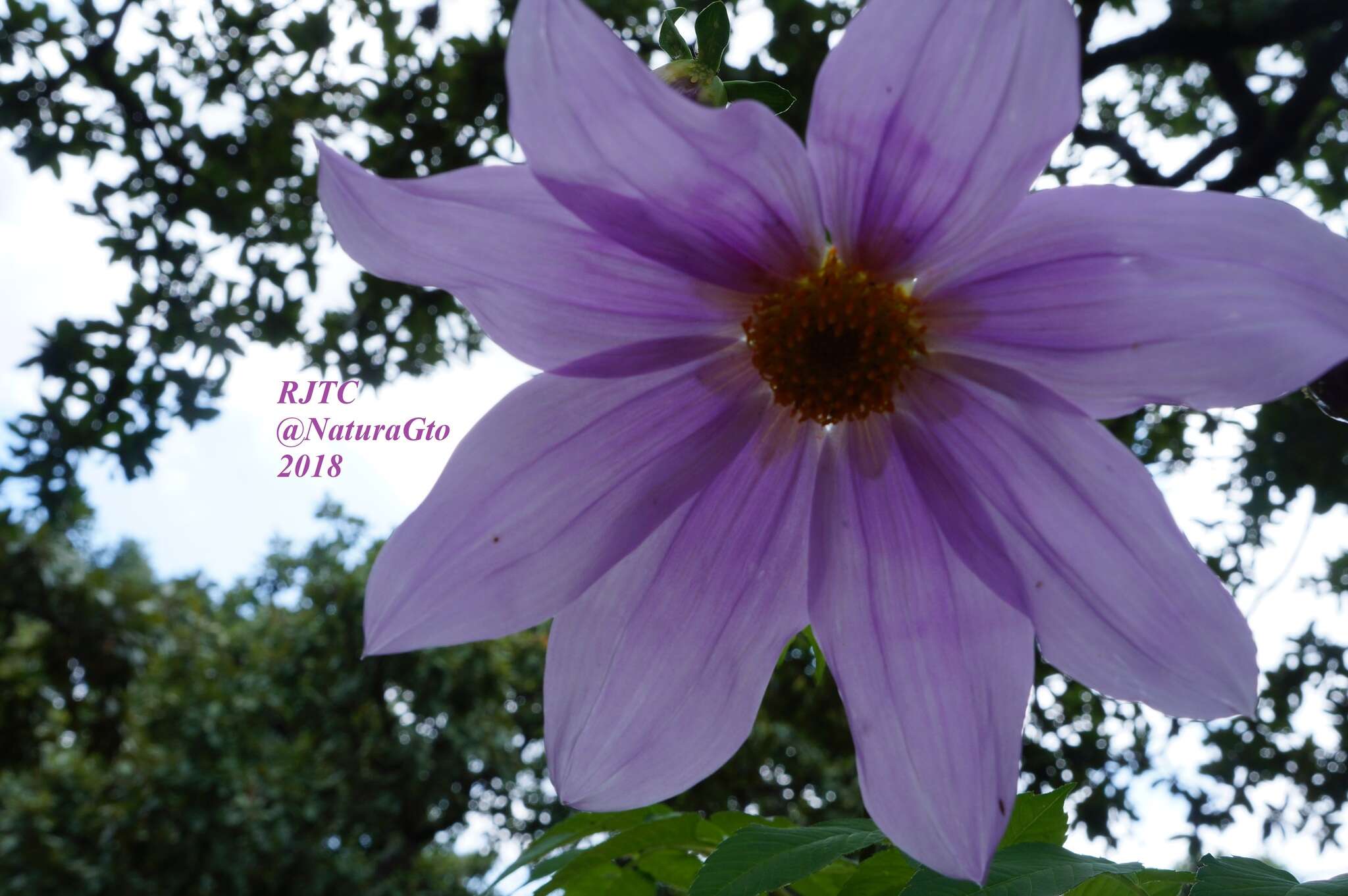 Image of Tree dahlia