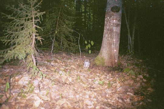 Image of snowshoe hare