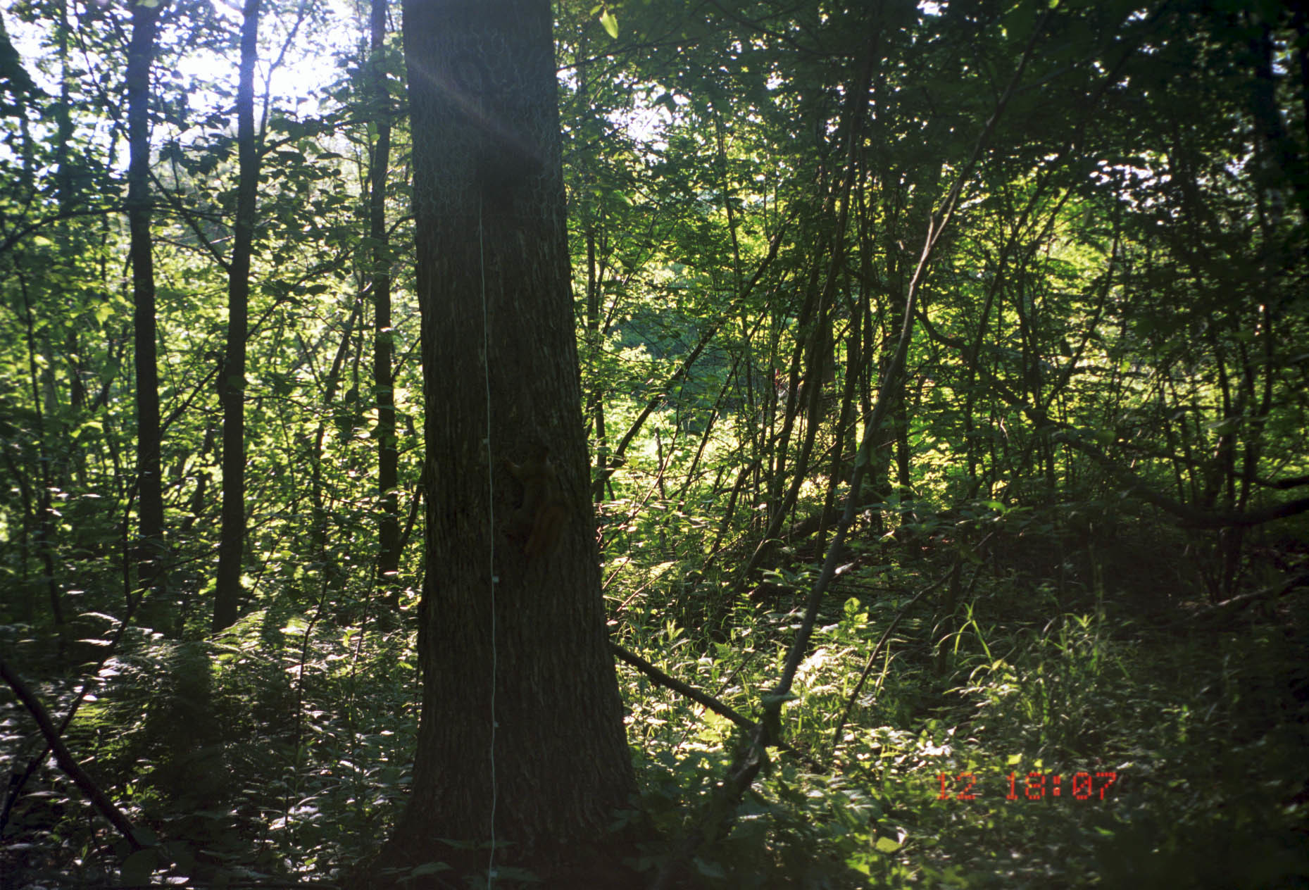 Image of American Red Squirrel