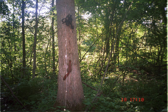 Image of American Red Squirrel