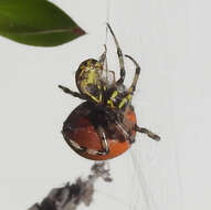 Image of Shamrock Orbweaver