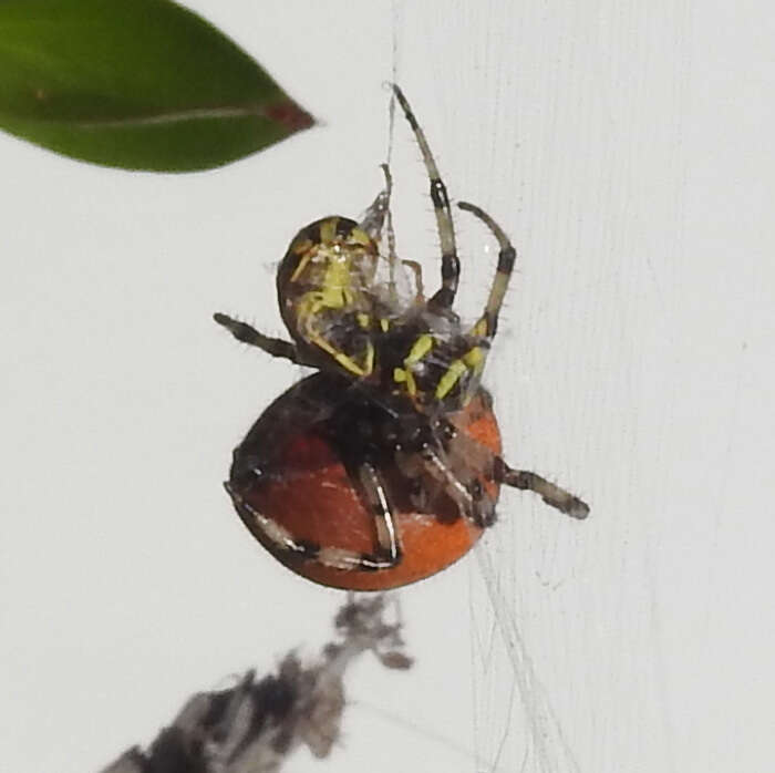 Image of Shamrock Orbweaver