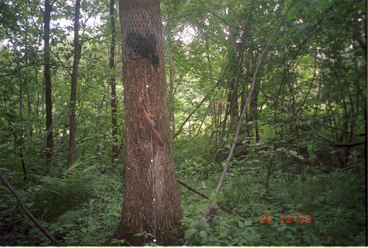 Image of American Red Squirrel