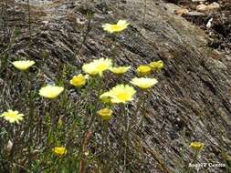 صورة Leucanthemopsis pallida (Mill.) Heywood