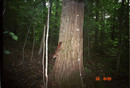 Image of American Red Squirrel