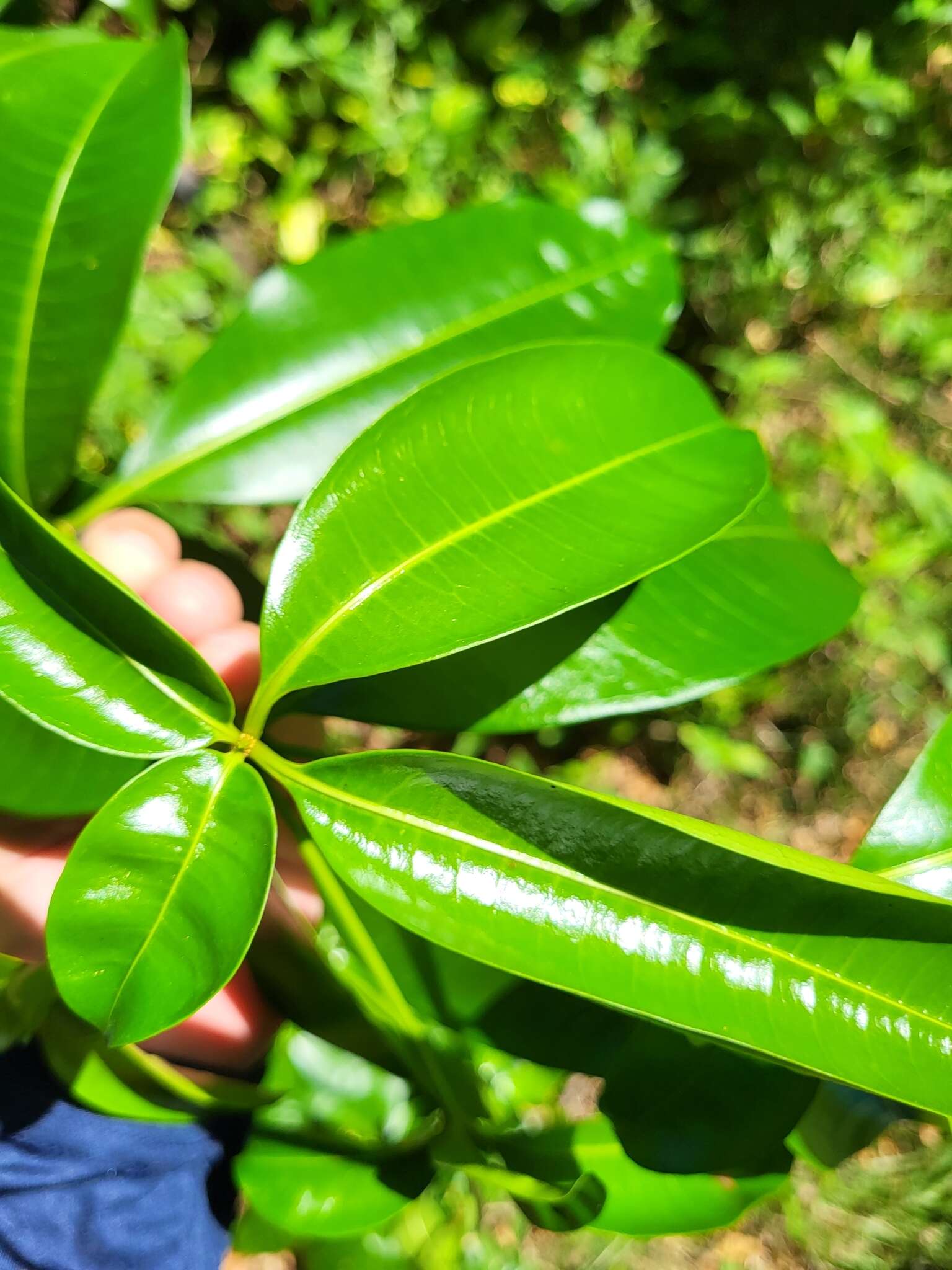 Image de Rauvolfia nitida Jacq.