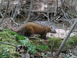 Image of American Marten