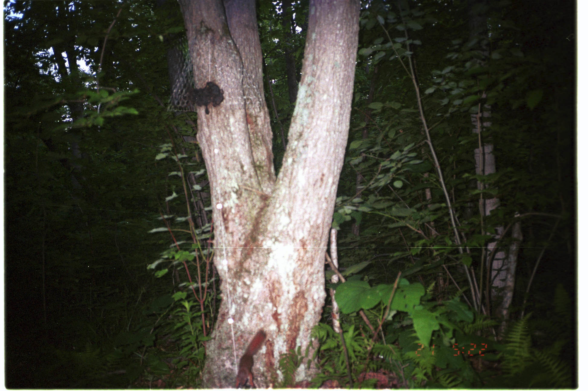 Image of American Red Squirrel