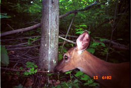 Image of White-tailed deer