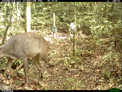 Imagem de Mazama gouazoubira (G. Fischer)