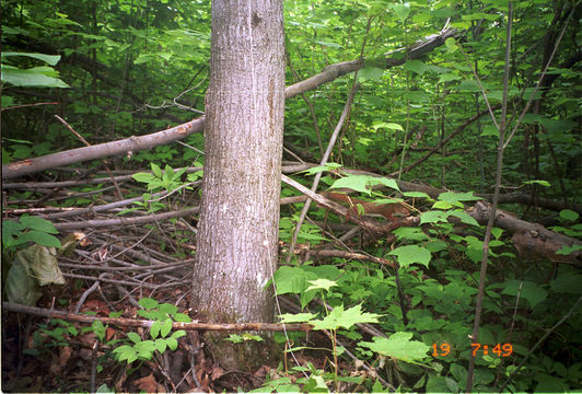 Image of American Red Squirrel