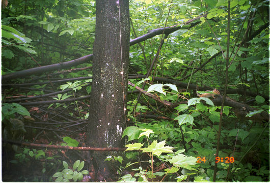 Image of Eastern American Chipmunk