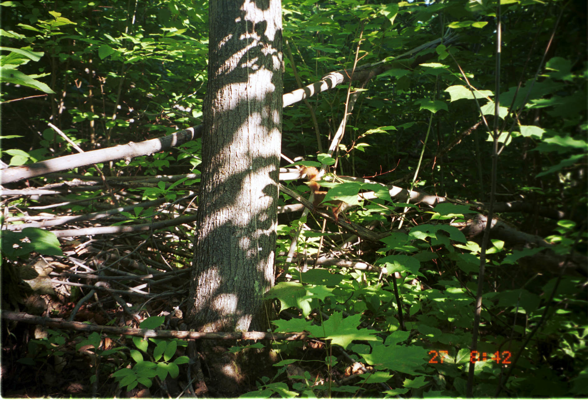 Image of American Red Squirrel