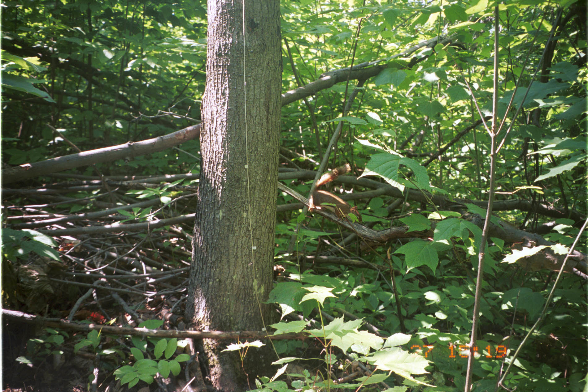 Image of American Red Squirrel