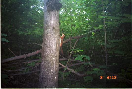 Image of American Red Squirrel