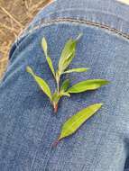 Plancia ëd Chenopodium strictum Roth