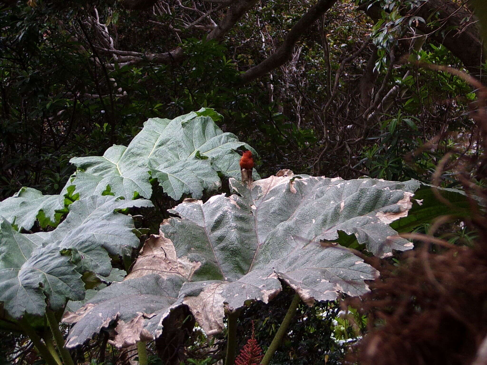 Image of Juan Fernandez Firecrown