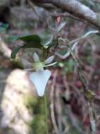 Imagem de Neobathiea grandidierana (Rchb. fil.) Garay