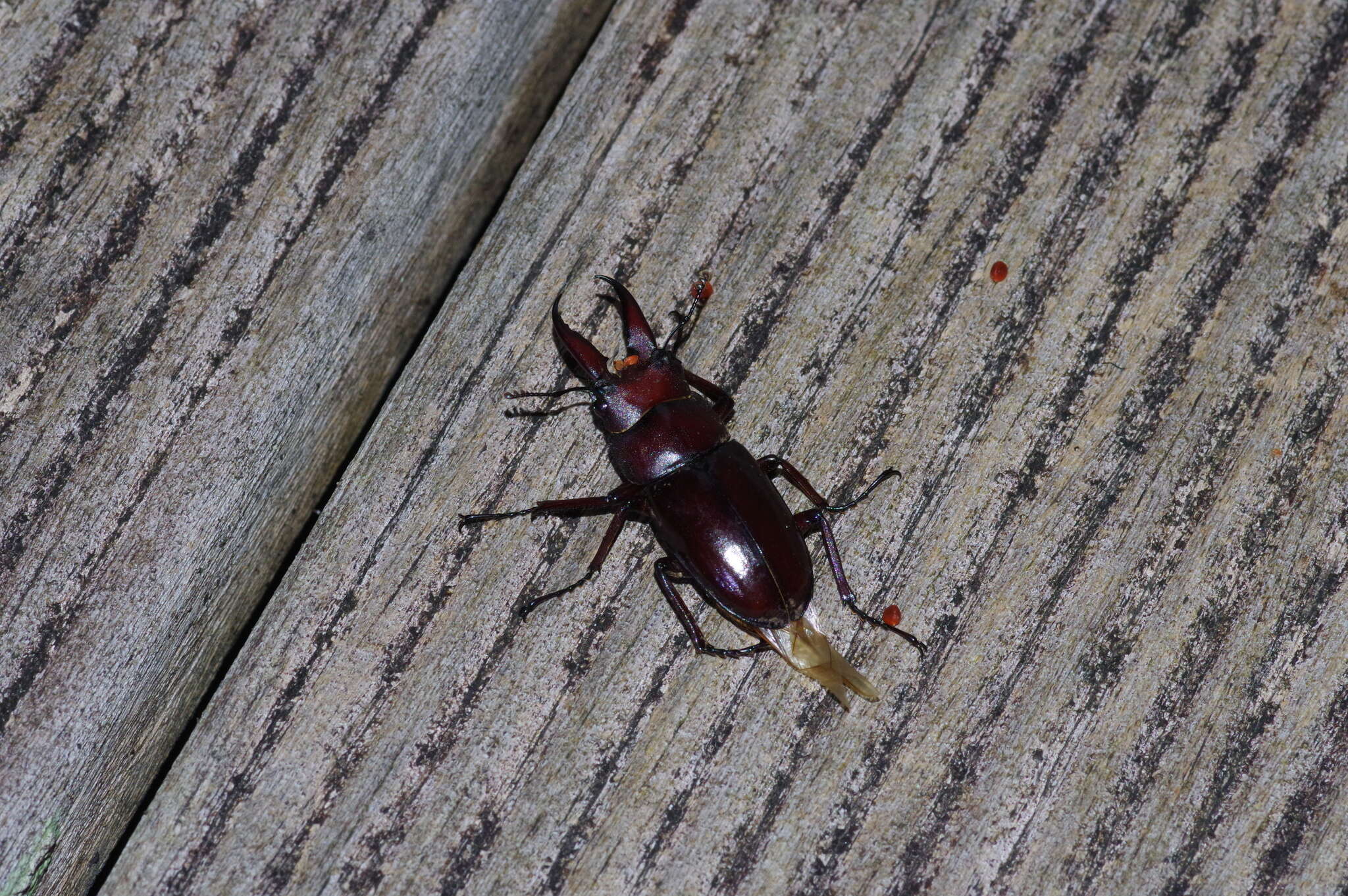 Image of Prosopocoilus (Psalidoremus) dissimilis Boileau 1898