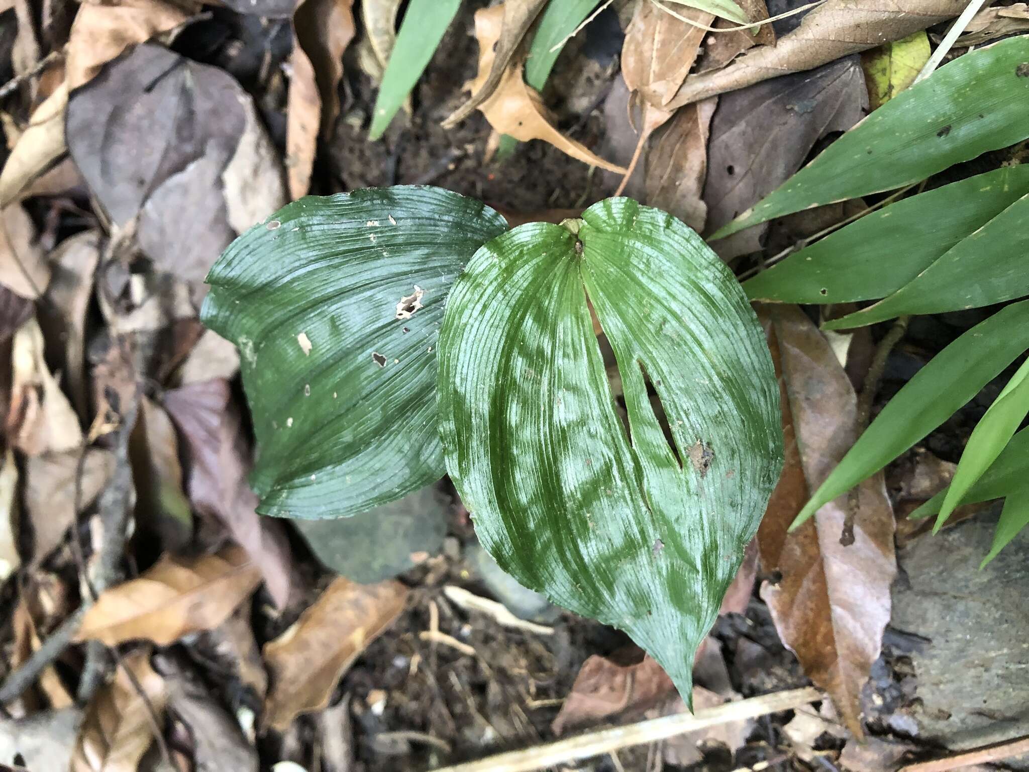 Image of Tropidia somae Hayata