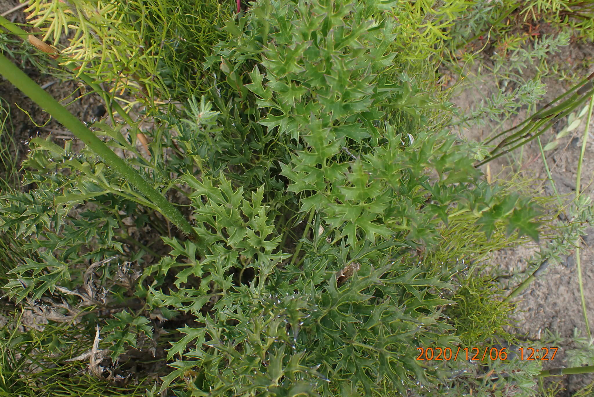 Image of Knowltonia filia (L. fil.) Durand & Schinz
