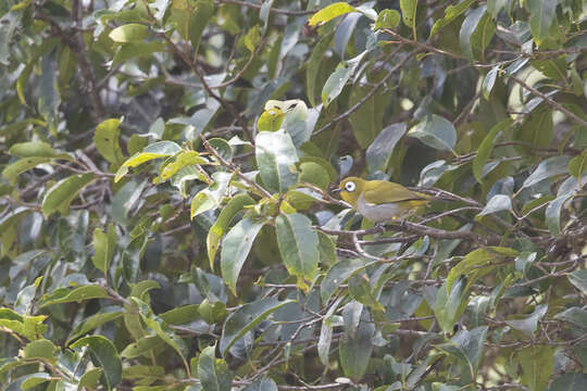 Image of Taita White-eye