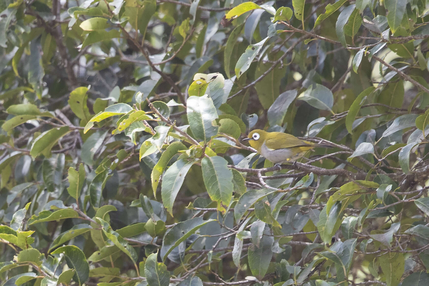 Zosterops silvanus Peters, JL & Loveridge 1935 resmi