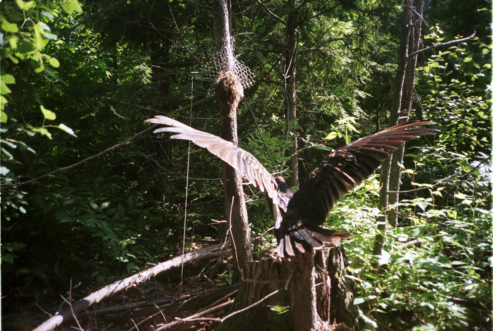 Image of Turkey Vulture